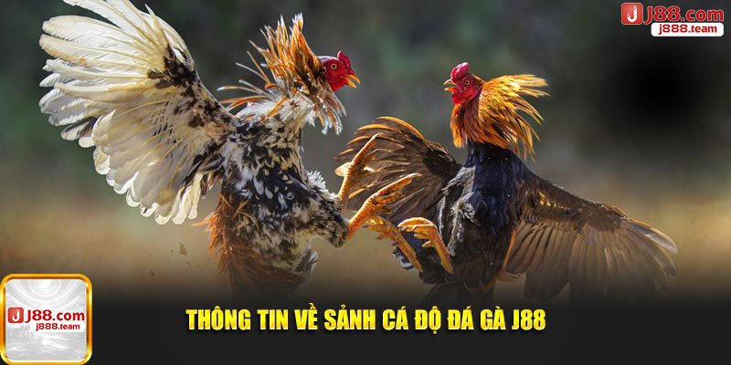 Giới thiệu về sảnh đá gà J88