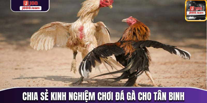 kinh nghiệm chơi đá gà không thua cho người mới tại J88