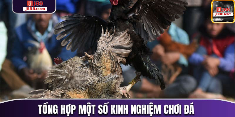 Kinh nghiệm chơi đá gà - Thông tin cần thiết về đá gà