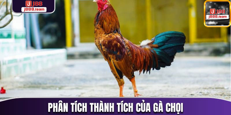 Kinh nghiệm chơi đá gà cần chú ý là phân tích thành tích của chiến kê