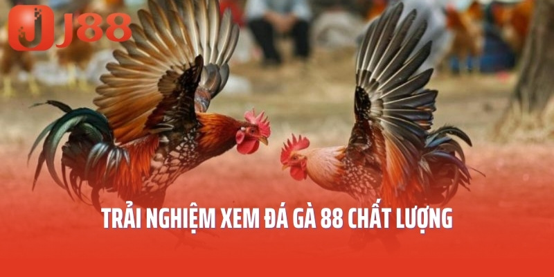 Trải nghiệm xem đá gà 88 chất lượng