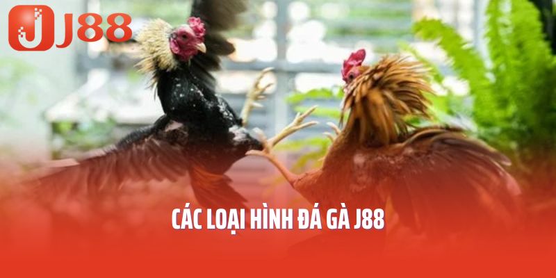Các loại hình đá gà J88