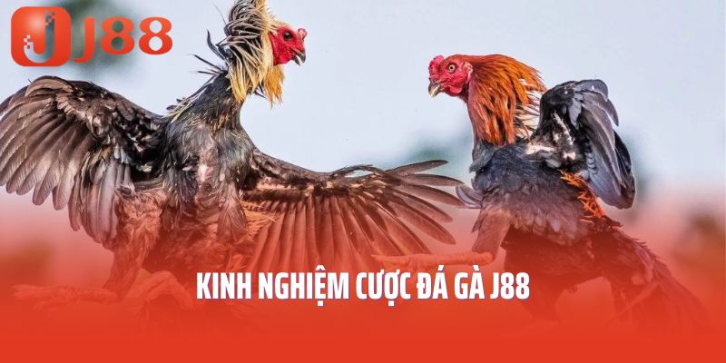Kinh nghiệm cược đá gà J88
