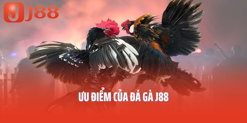 Ưu điểm của đá gà J88
