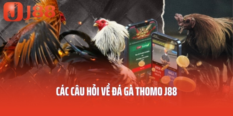 Các câu hỏi về đá gà thomo J88