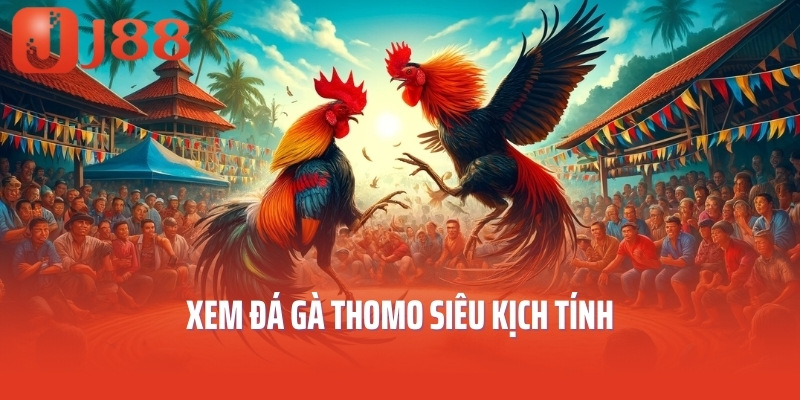 Xem đá gà thomo siêu kịch tính