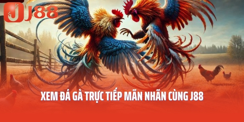Xem đá gà trực tiếp mãn nhãn cùng J88