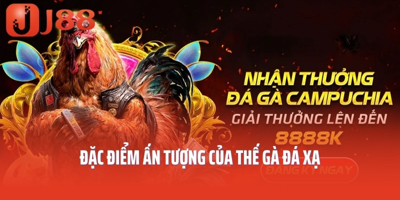 Đặc điểm ấn tượng của thế gà đá xạ